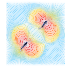 Zebrafish Swimming Patterns